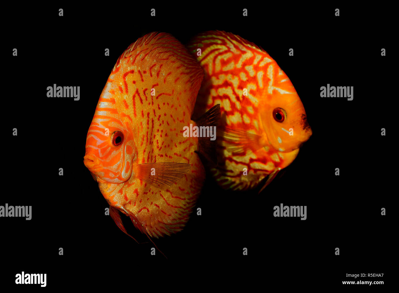 Portrait of aquarium discus fishes fish (Symphysodon) isolated on black backround Stock Photo