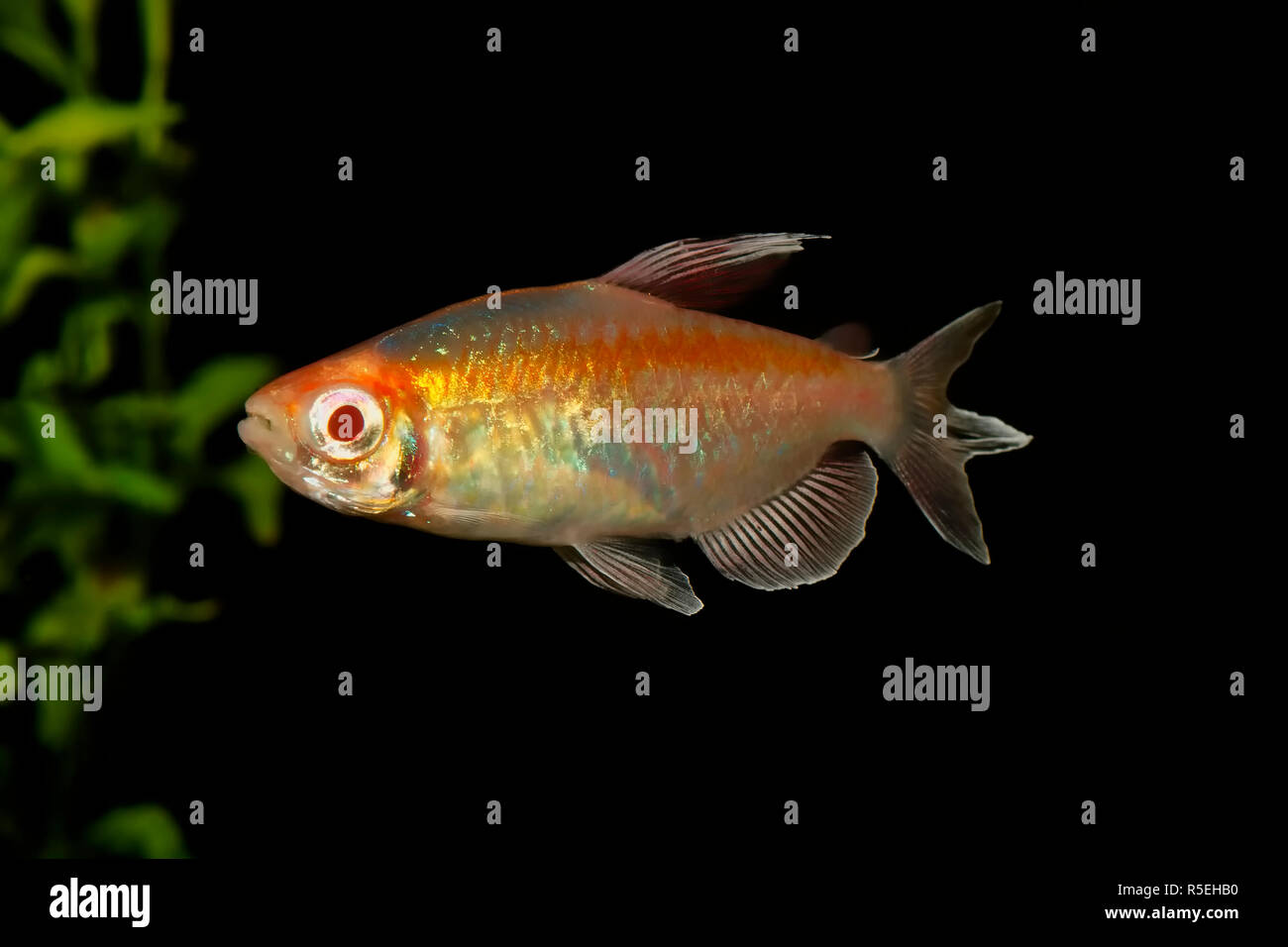 Portrait of aquarium fish - Congo tetra (Phenacogrammus interruptus) isolated on black background Stock Photo