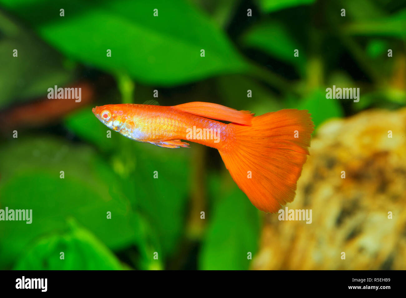 Portrait of aquarium fish - guppy (Poecilia reticulata) in a aquarium Stock Photo
