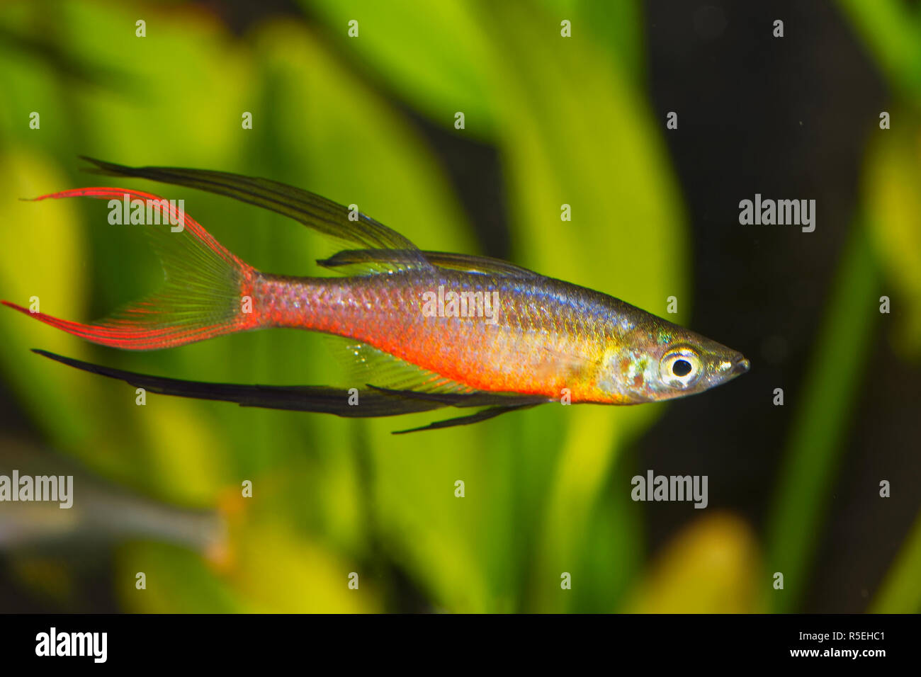 Portrait of aquarium fish - Threadfin rainbowfish (Iriatherina werneri) in a aquarium Stock Photo