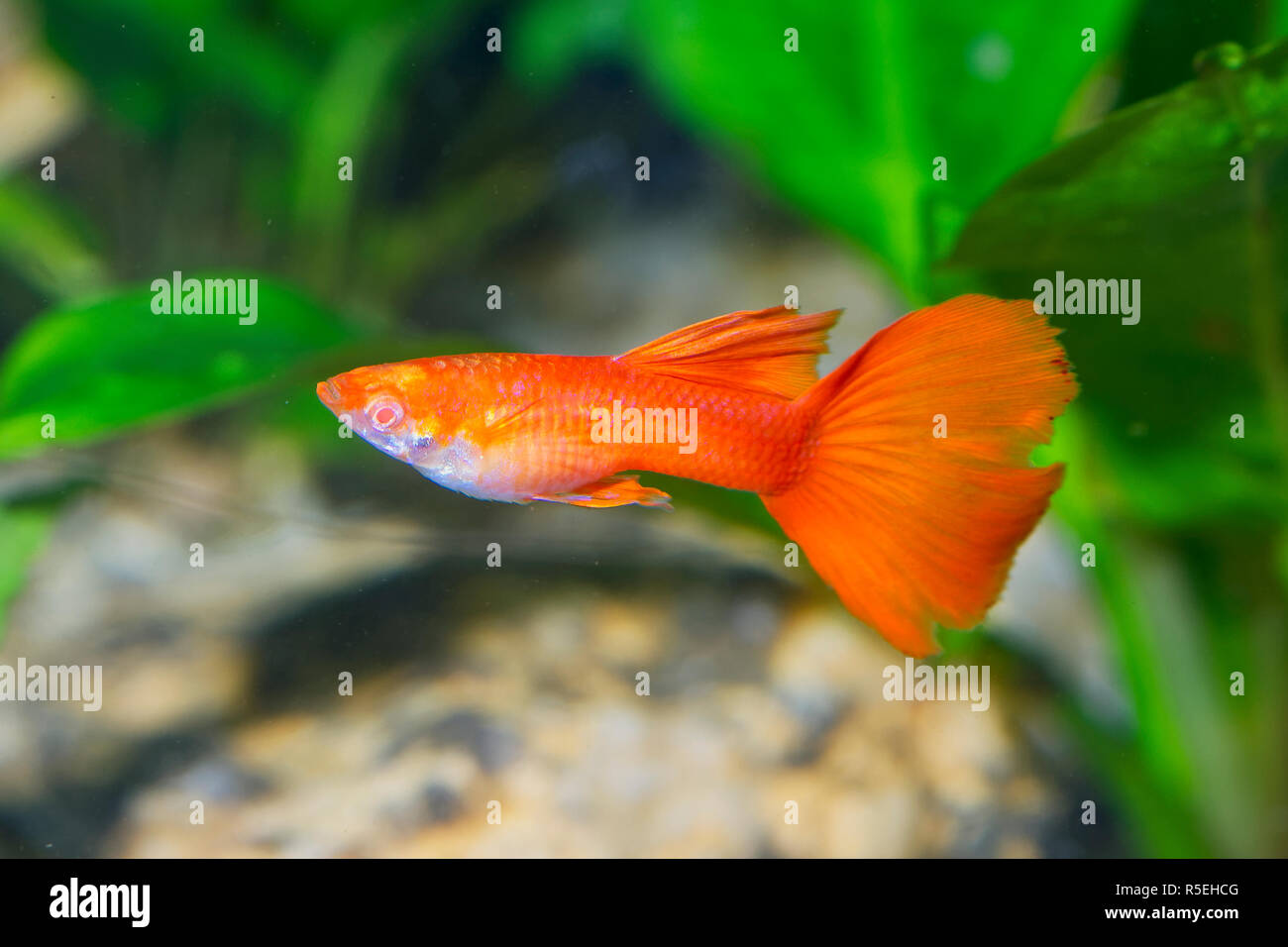 Portrait of aquarium fish - guppy (Poecilia reticulata) in a aquarium Stock Photo