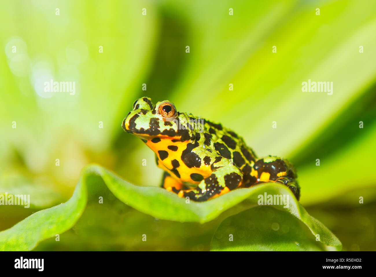 Frog Oriental fire-bellied toad (Bombina orientalis) sitting on a green leaf Stock Photo