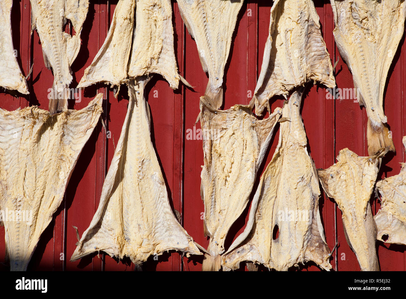 Lofoten norway dried cod hires stock photography and images Alamy
