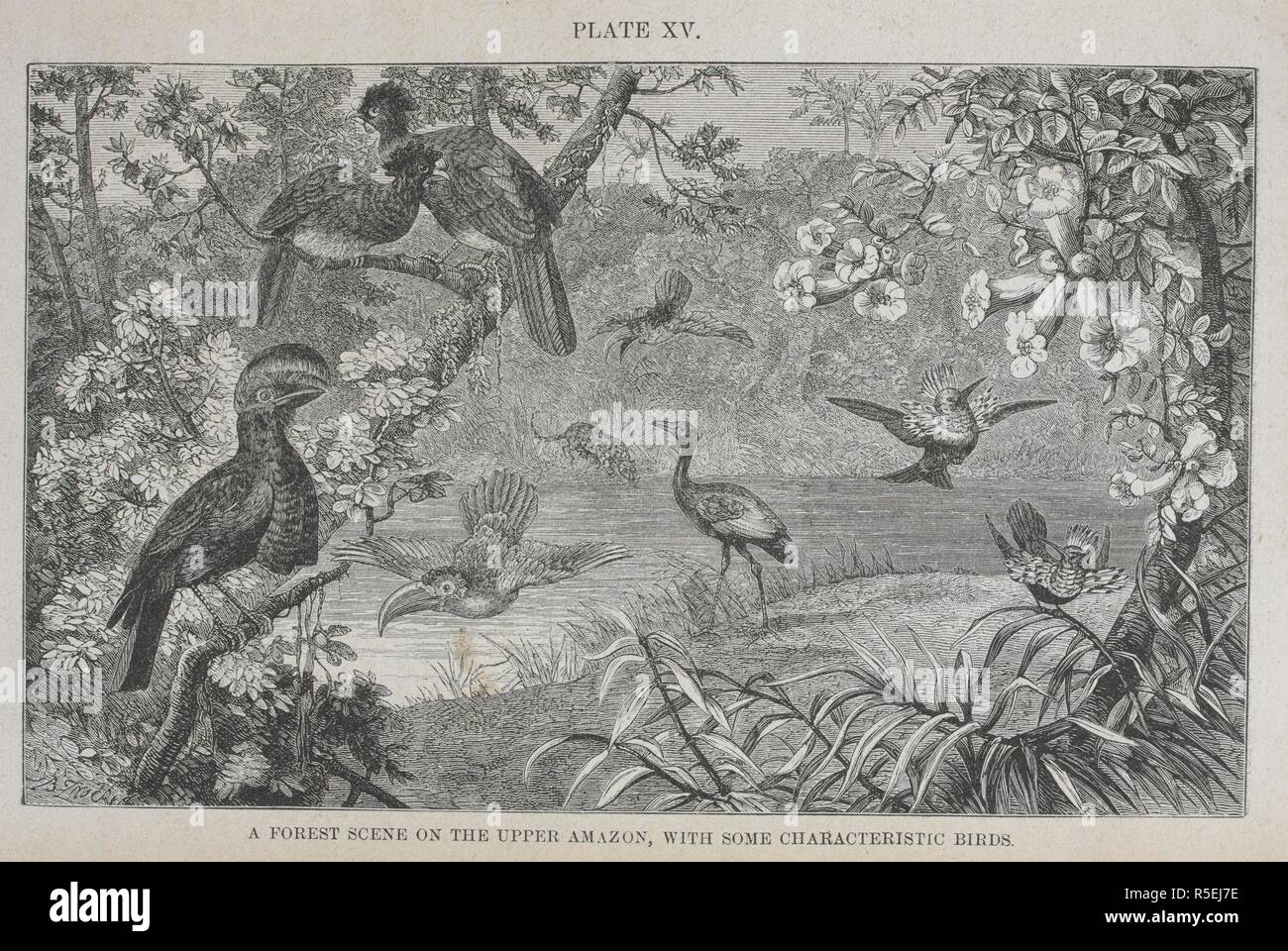 A forest scene on the upper Amazon, with some characteristic birds. The Geographical Distribution of Animals, with a study of the relations of living and extinct faunas as elucidating the past changes of the earth's surface. ... . London, 1876. Source: 07209.dd.1 plate XV. Author: WALLACE, ALFRED RUSSEL. Stock Photo