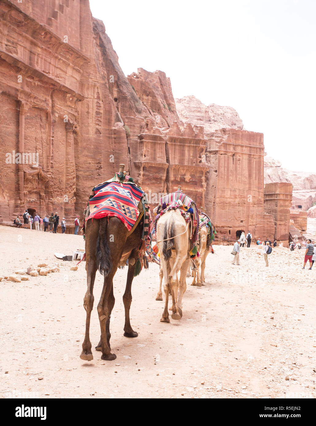 Camels Walking through Petra Stock Photo