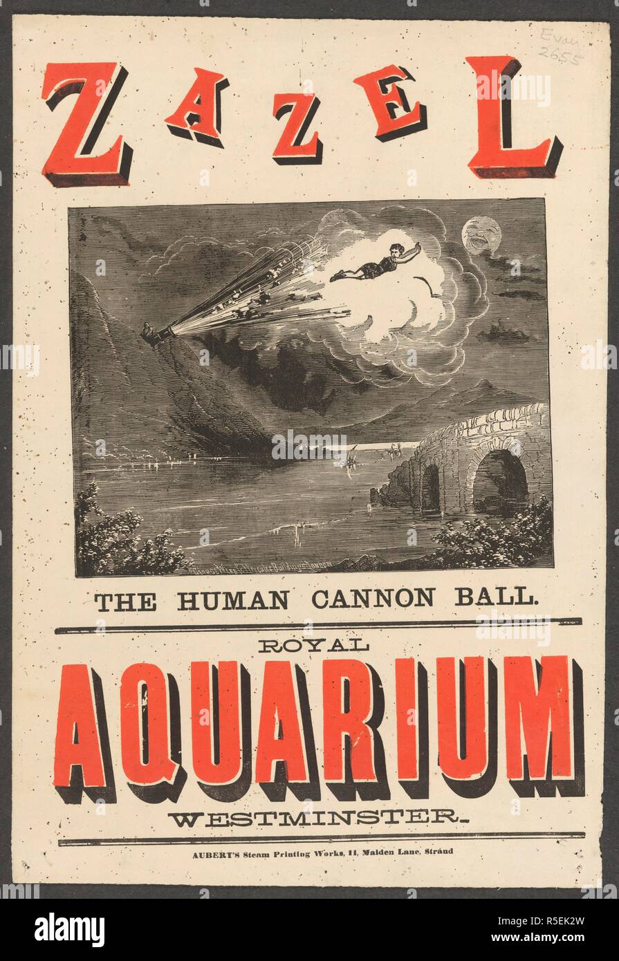 Zazel, the human cannon ball. Royal Aquarium, Westminster. Zazel is ...