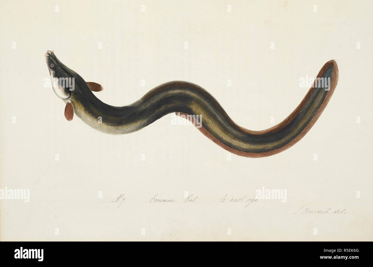 Common Eel. The Fresh-water Fishes of Great Britain, drawn and described by Mrs. T. Edward Bowdich. The Authoress; R. Ackermann: London, 1828. Source: L.R.404.c.5. Plate 7. Author: Bowdich, Sarah. Stock Photo