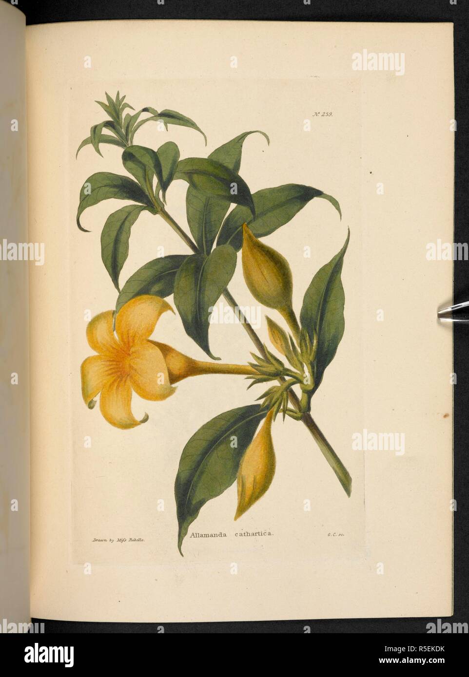 Allamanda cathartica. The Botanical Cabinet, consisting of coloured delineations of plants, from all countries, with a short account of each, etc. By C. Loddiges and Sons ... The plates by G. Cooke. vol. 1-20. London, 1817-33. Source: 443.b.7, vol.3, no.259. Author: Cooke, George. Stock Photo