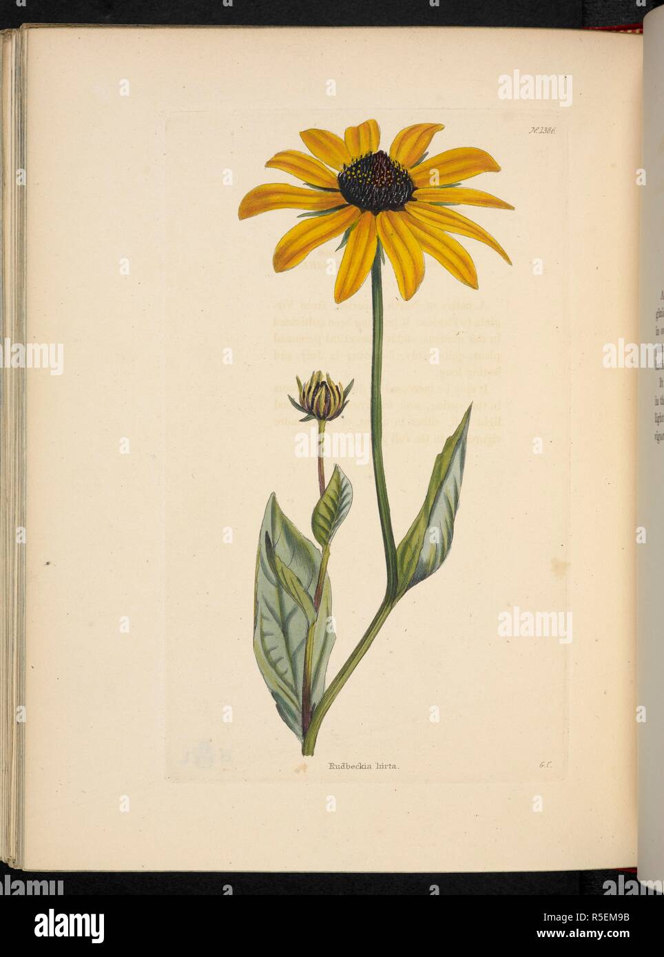 Rudbeckia hirta. The Botanical Cabinet, consisting of coloured delineations of plants, from all countries, with a short account of each, etc. By C. Loddiges and Sons ... The plates by G. Cooke. vol. 1-20. London, 1817-33. Source: 443.b.18, vol.14, no.1386. Author: Cooke, George. Stock Photo