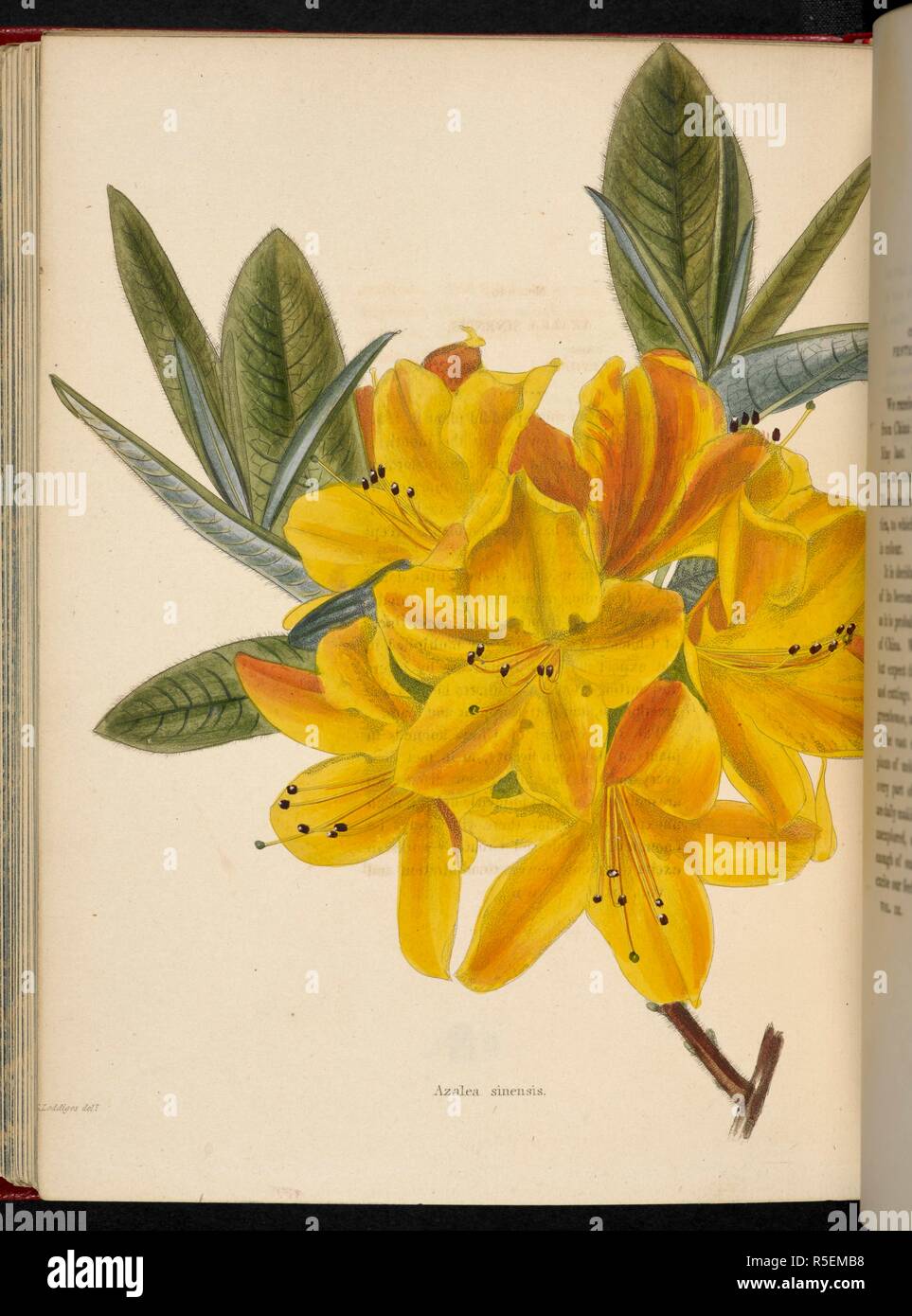 Azalea sinensis. The Botanical Cabinet, consisting of coloured delineations of plants, from all countries, with a short account of each, etc. By C. Loddiges and Sons ... The plates by G. Cooke. vol. 1-20. London, 1817-33. Source: 443.b.13 vol.9, no.885. Author: Cooke, George. Stock Photo