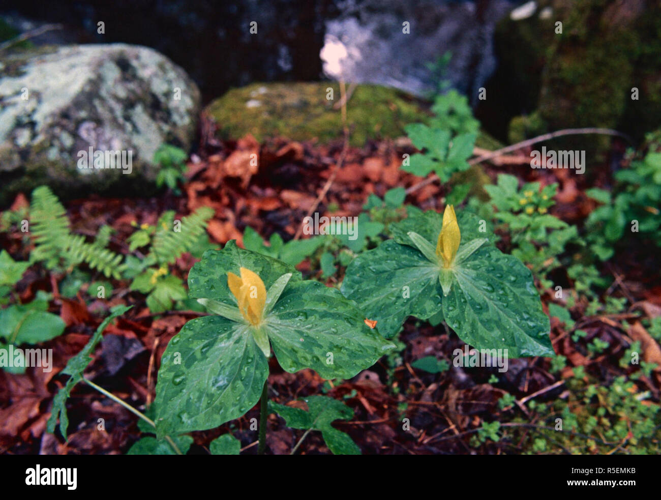 Yellow trillium,Great Smoky Mountains National Park Stock Photo