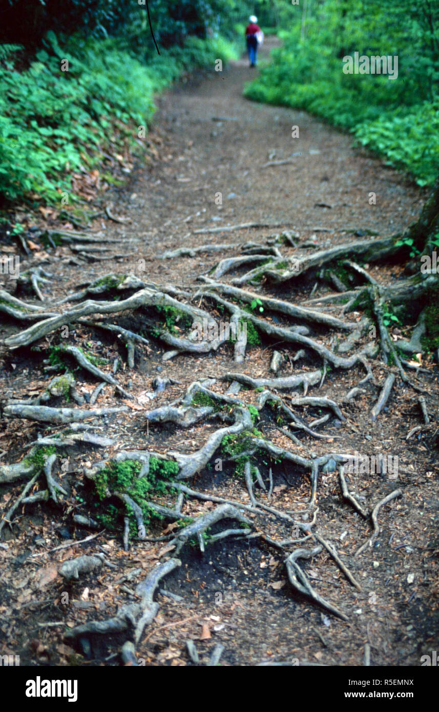 Hiking on a trail with many roots,Great Smoky Mountain National Park ...