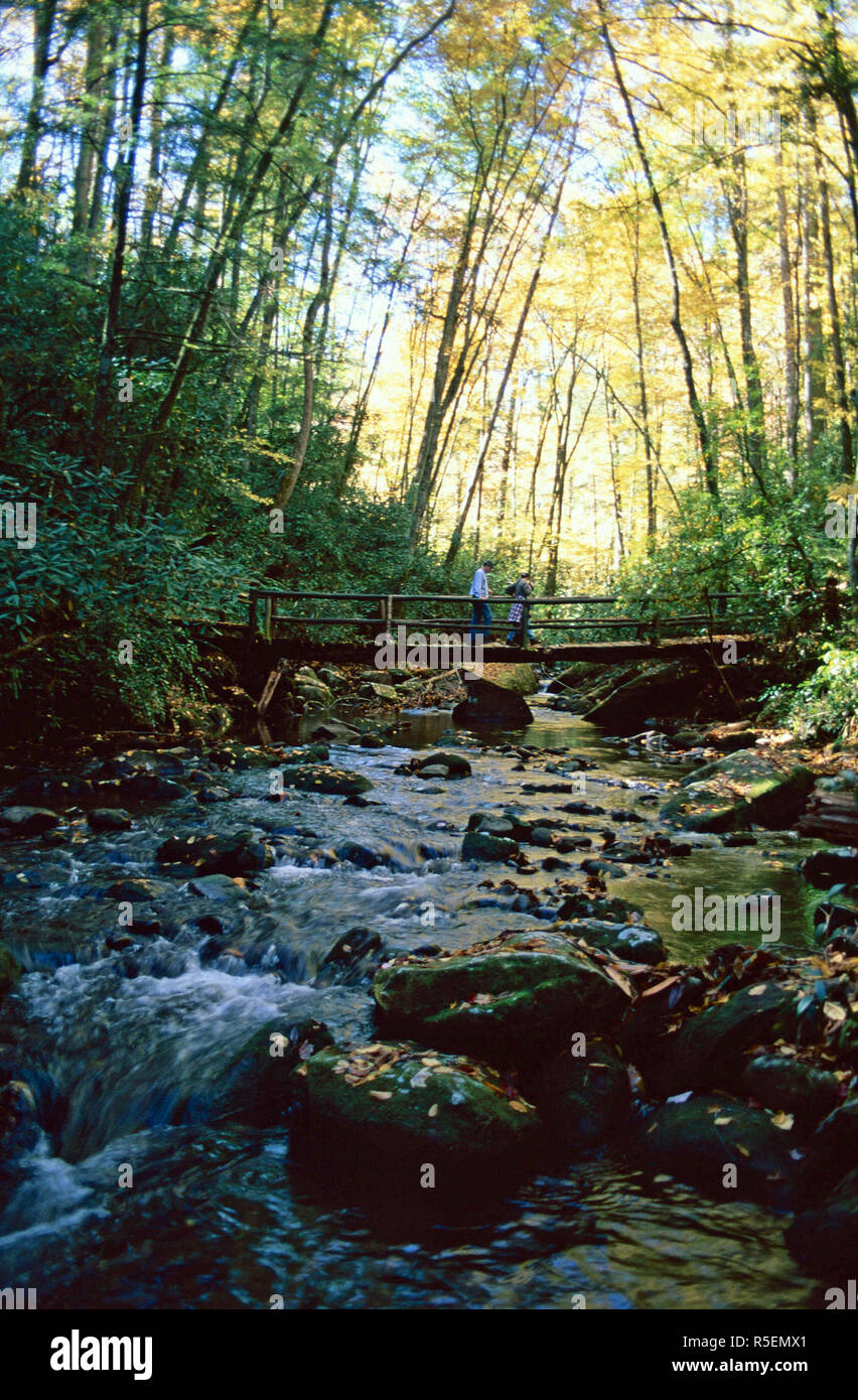 Joyce kilmer memorial forest hi-res stock photography and images - Alamy