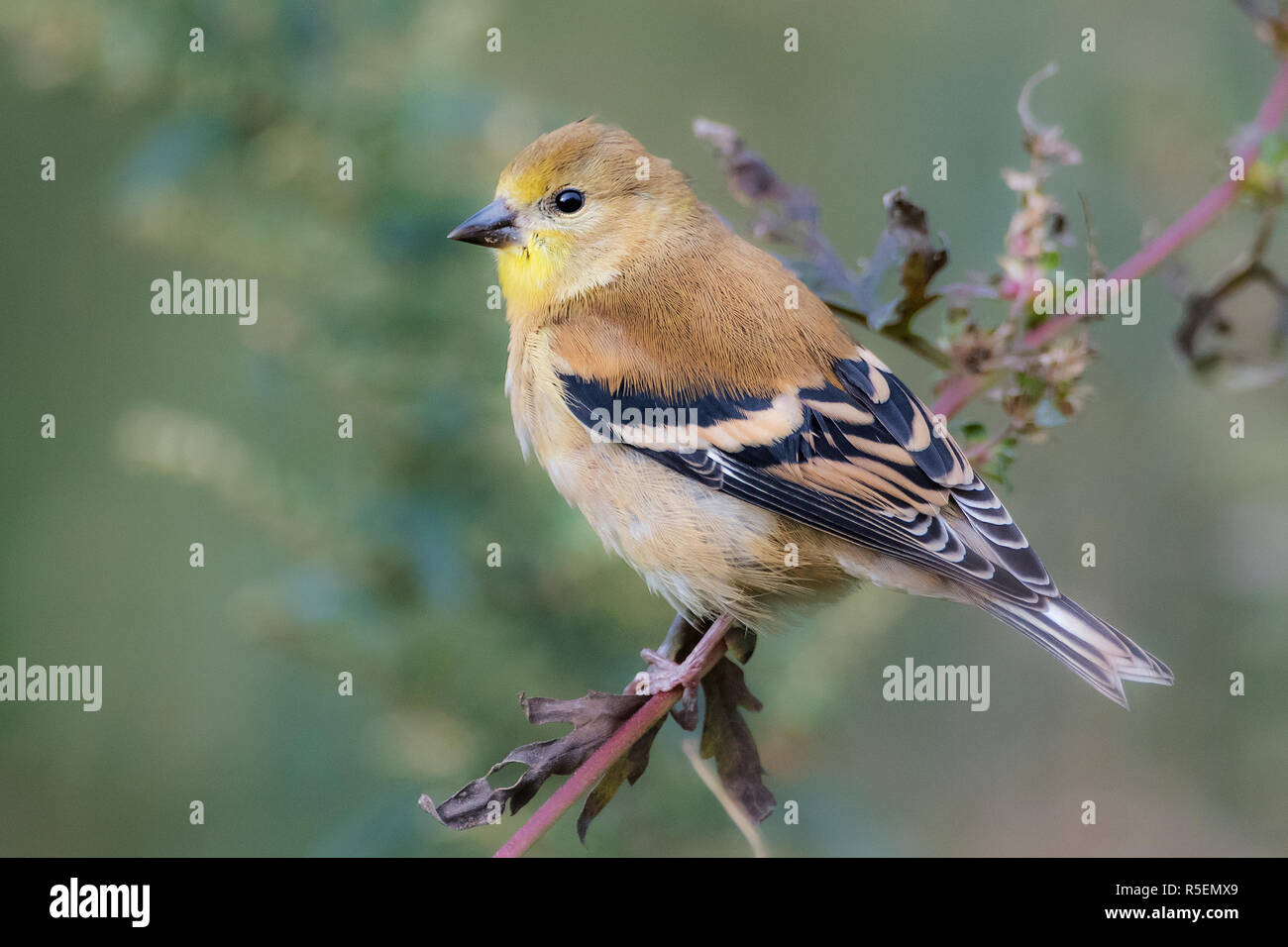 Perched American goldfinch in winter plumage Stock Photo