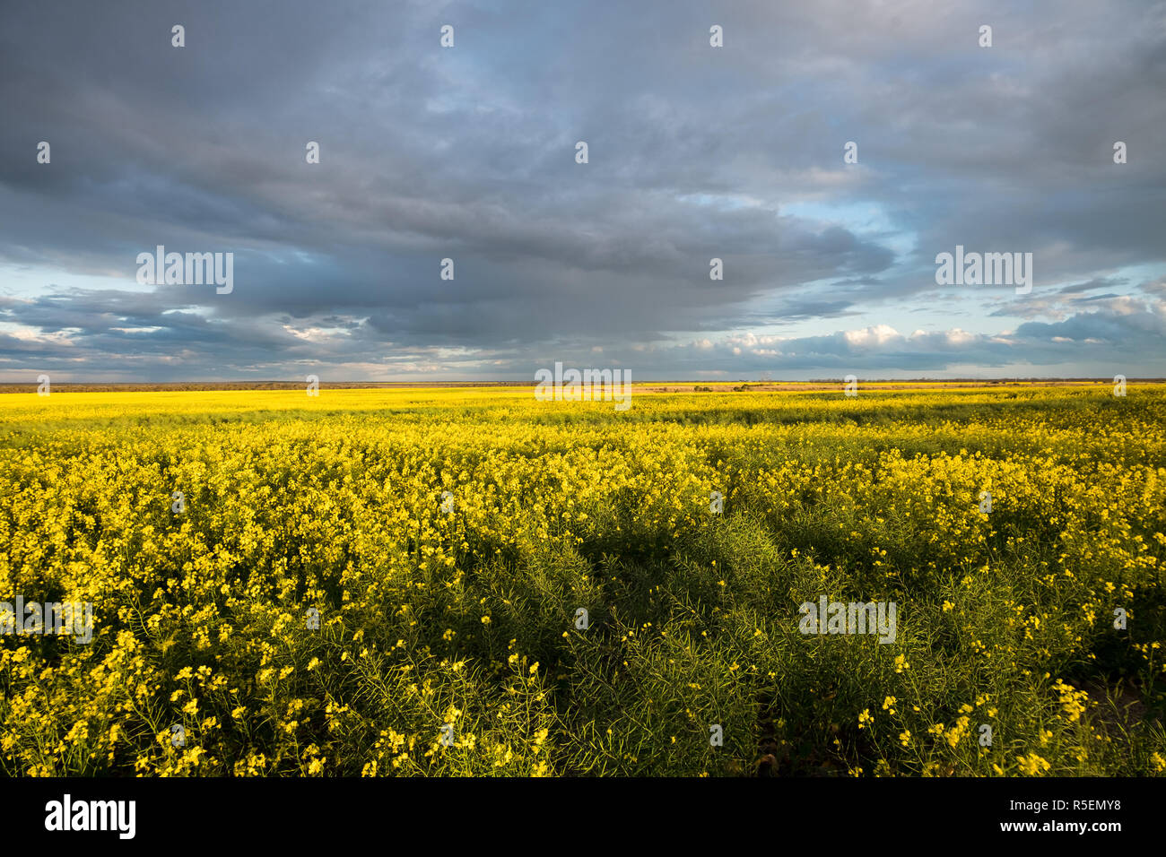 A stunning field of rapeseed plants in bloom as the sun is setting, North of Esperance in Western Australia. Stock Photo