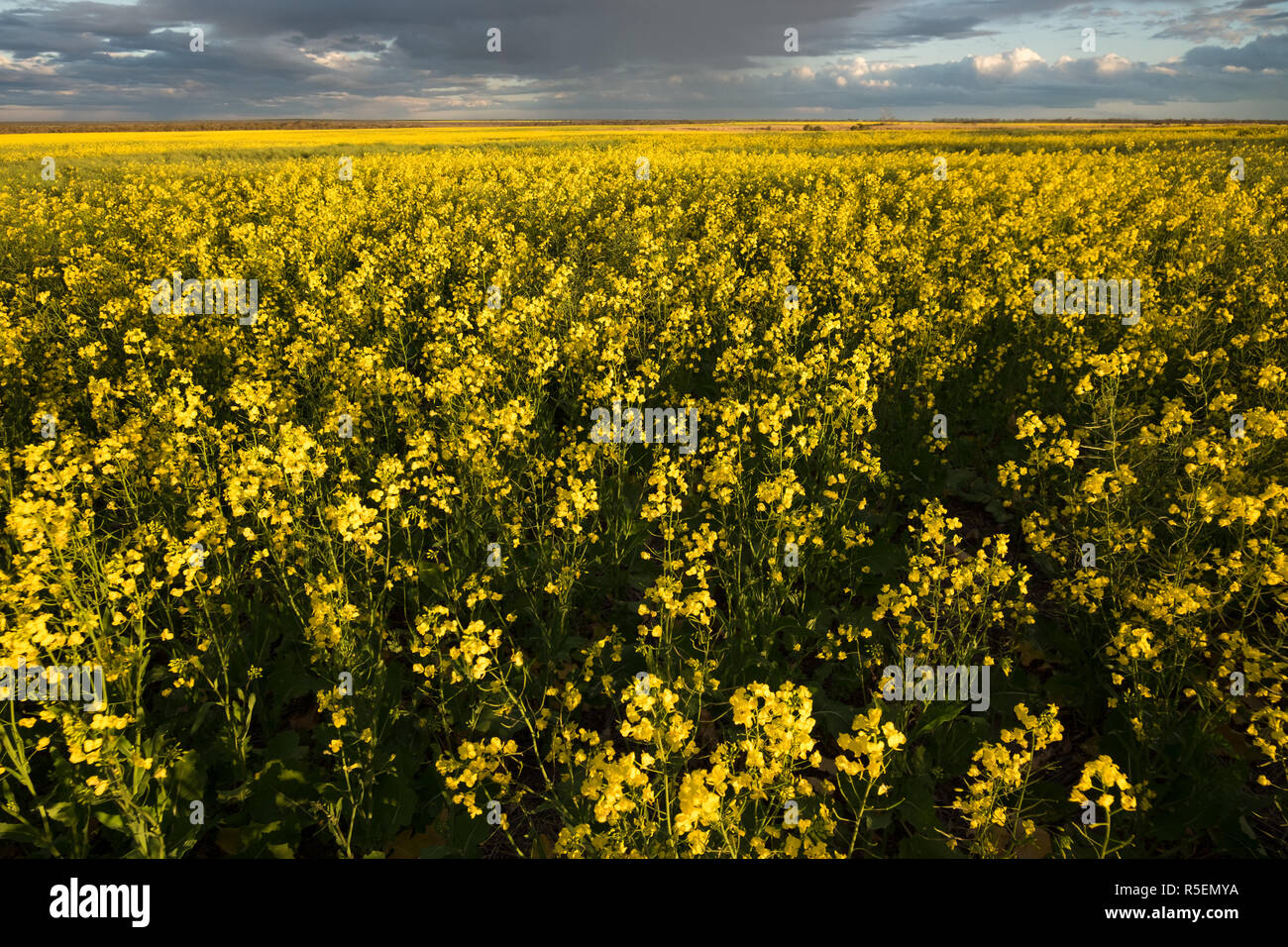 A stunning field of rapeseed plants in bloom as the sun is setting