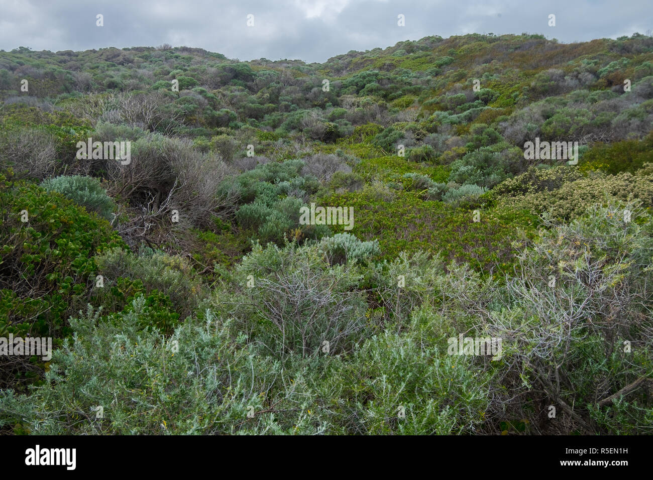 The rich mix of beachside dune flora along the Cape to Cape walk near Margaret River in Western Australia. Stock Photo
