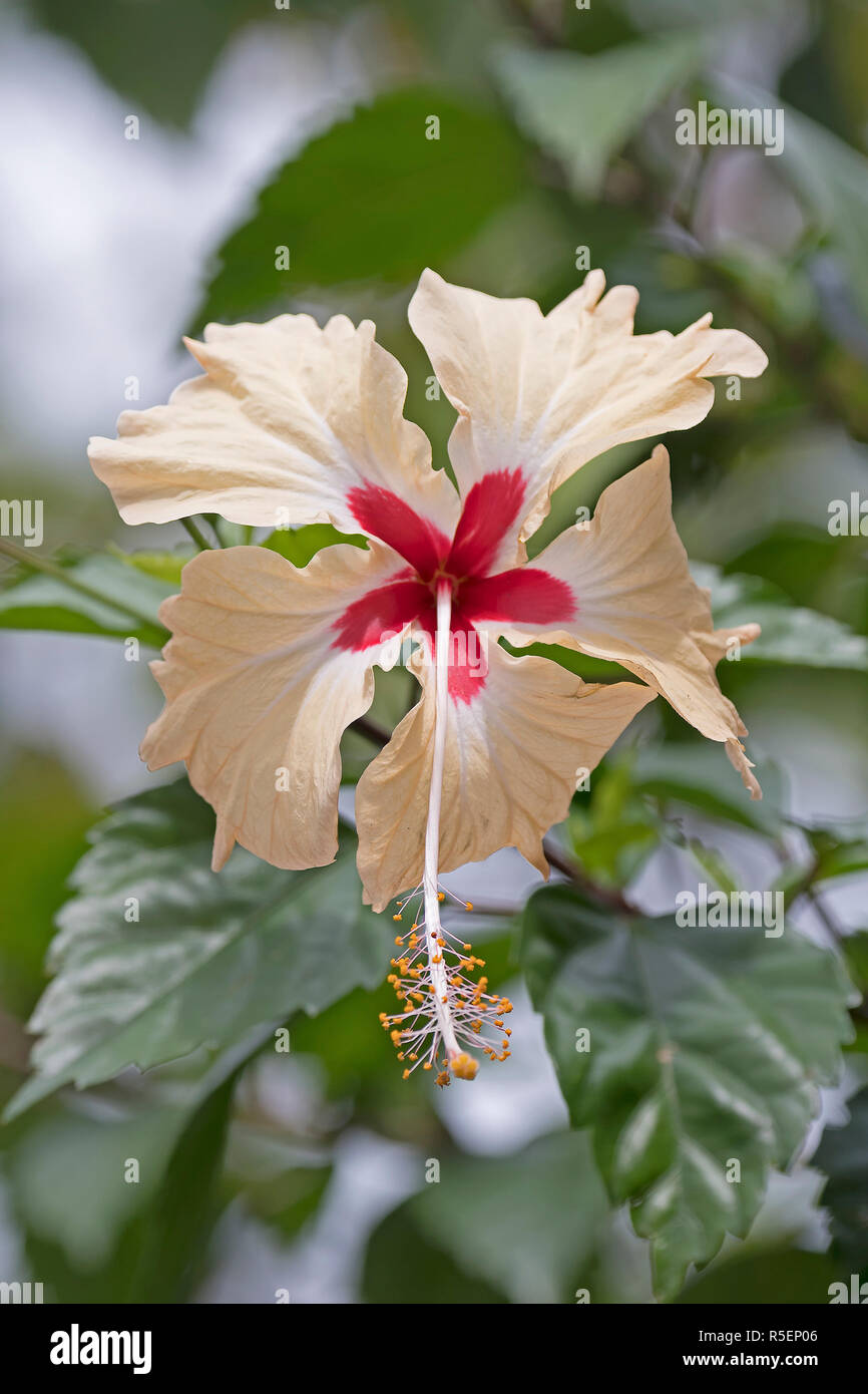 Colorful Wildflower in the Rain Forest Stock Photo