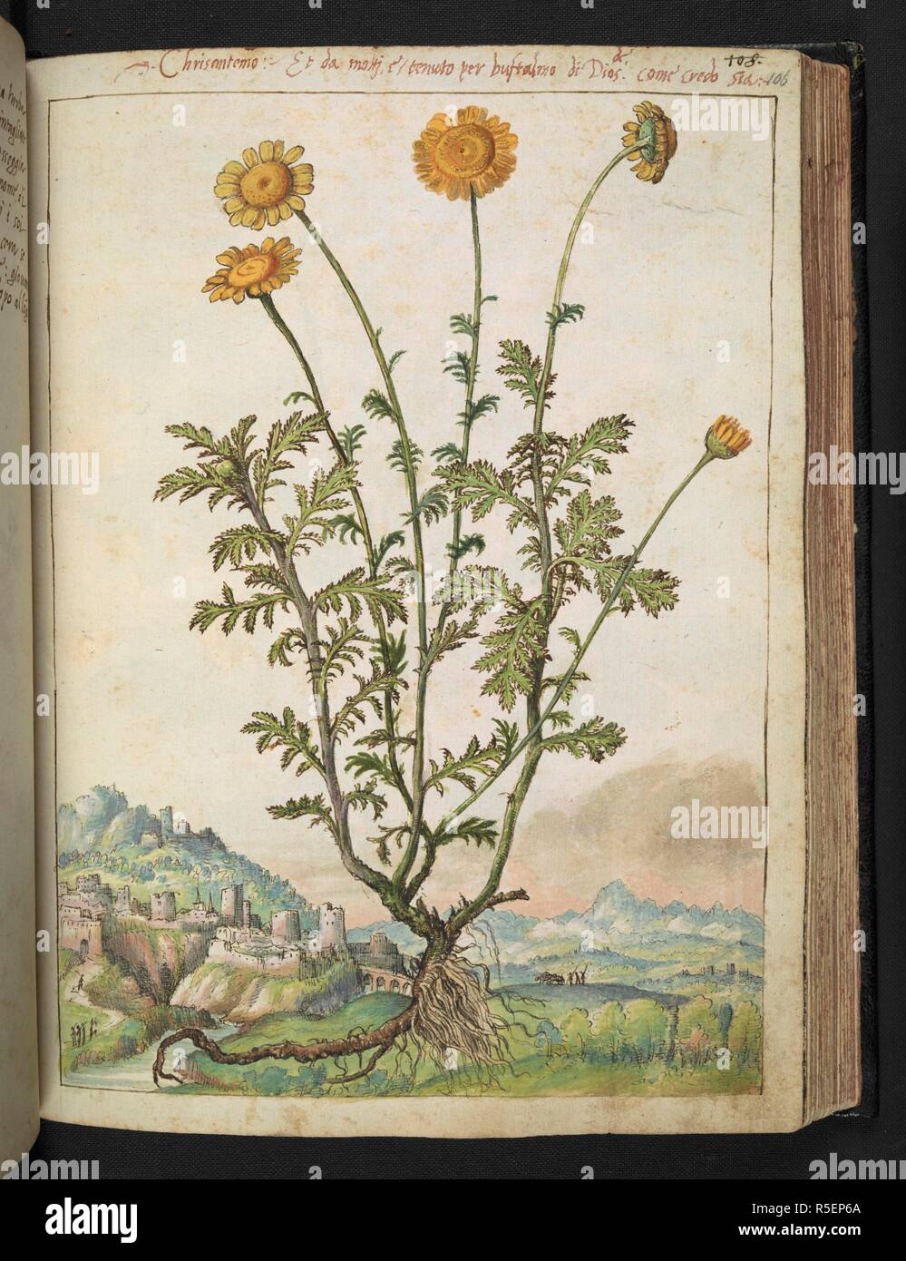 Chrisantemo.'  Chrysanthemums, sometimes called mums or chrysanths, are flowering plants of the genus Chrysanthemum in the family Asteraceae. Coloured drawings of plants, copied from nature in the Roman States, by Gerardo Cibo. Vol. I. Pietro Andrea Mattioli, Physician, of Siena: Extracts from his edition of Dioscorides' 'de re Medica':. Italy, c. 1564-1584. Source: Add. 22332 f.106. Language: Italian. Author: Cibo, Gheraldo. Stock Photo