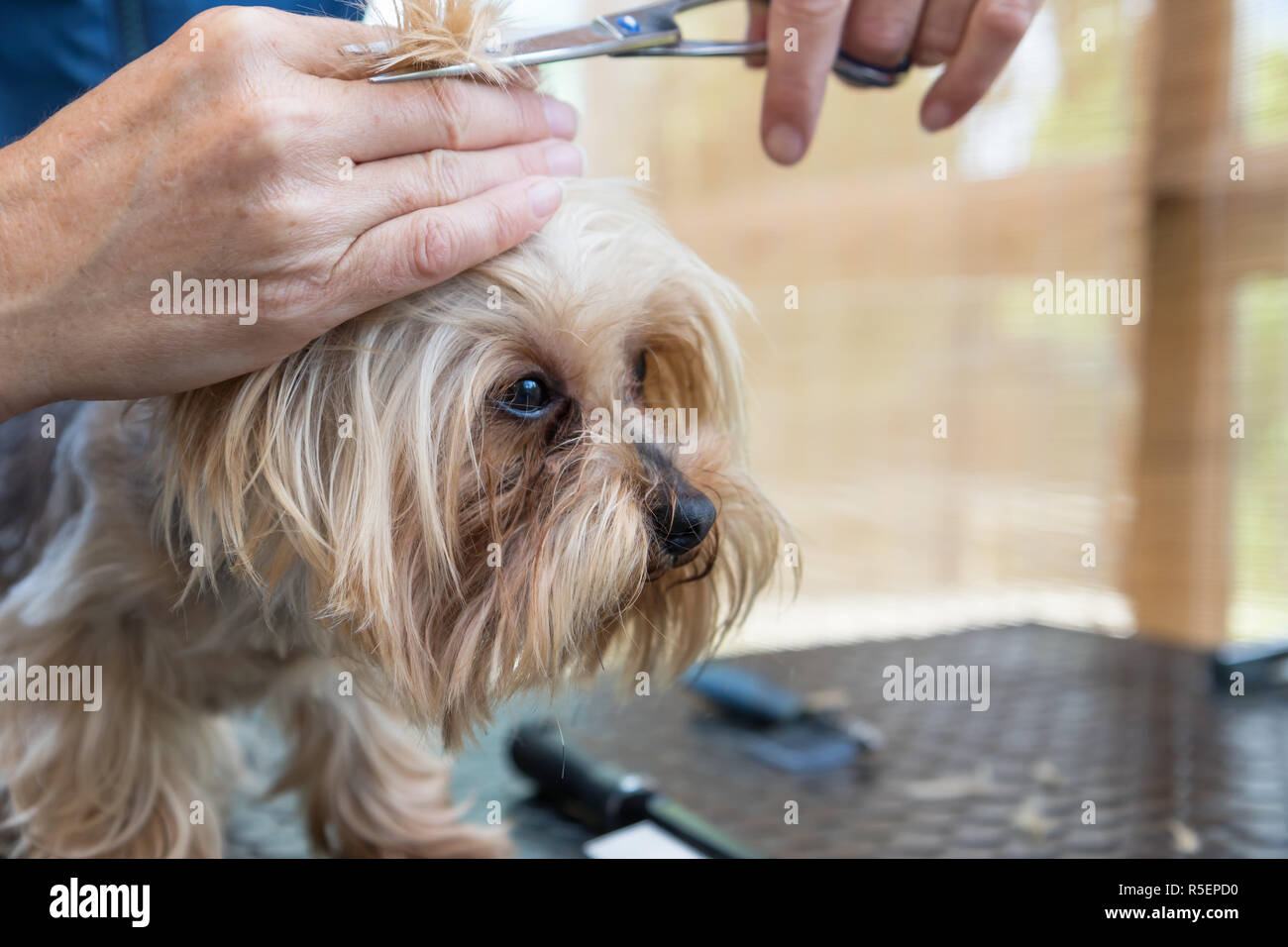 Grooming Yorkshire terrier side view Stock Photo