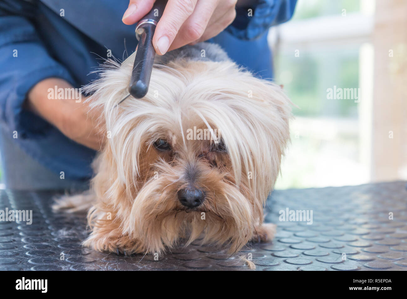Combing the head of Yorkshire terrier Stock Photo