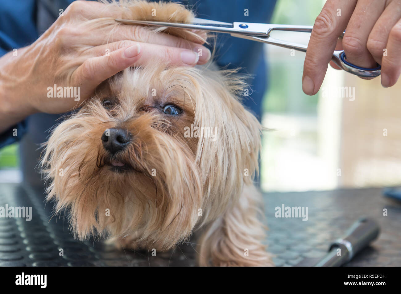 Grooming the head of Yorkshire terrier closeup Stock Photo