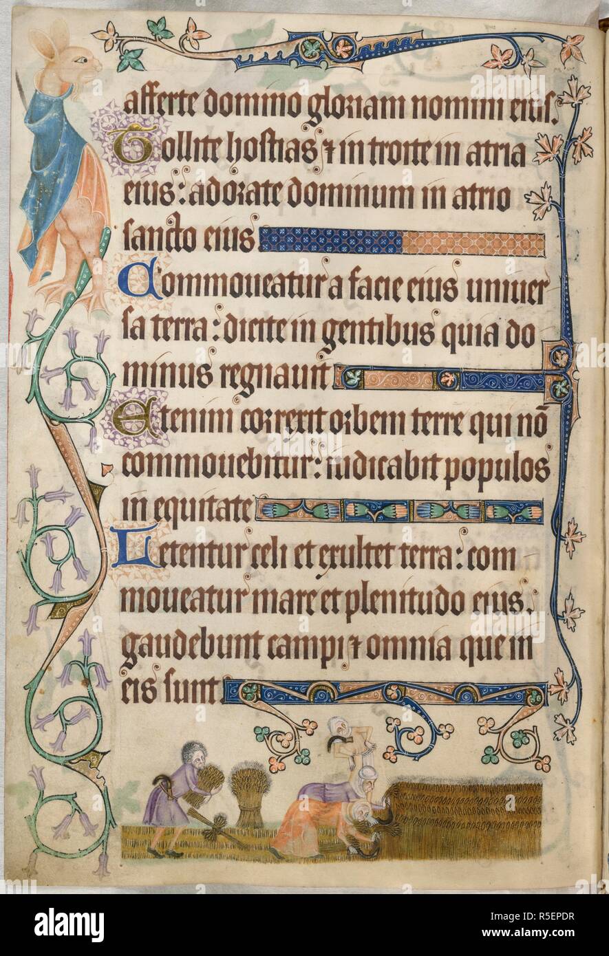 [Whole folio] Psalm 95. Border decoration including grotesque with a rabbit's head. In the lower margin, a harvest field. Two women bending forward reap with sickles; in the centre, a bound sheaf, while a man with a sickle in his belt prepares another sheaf for binding. Luttrell Psalter. England [East Anglia]; circa 1325-1335. Source: Add. 42130, f.172v. Language: Latin. Stock Photo