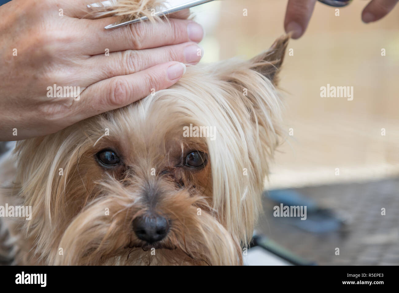 Grooming head of Yorkshire terrier closeup Stock Photo