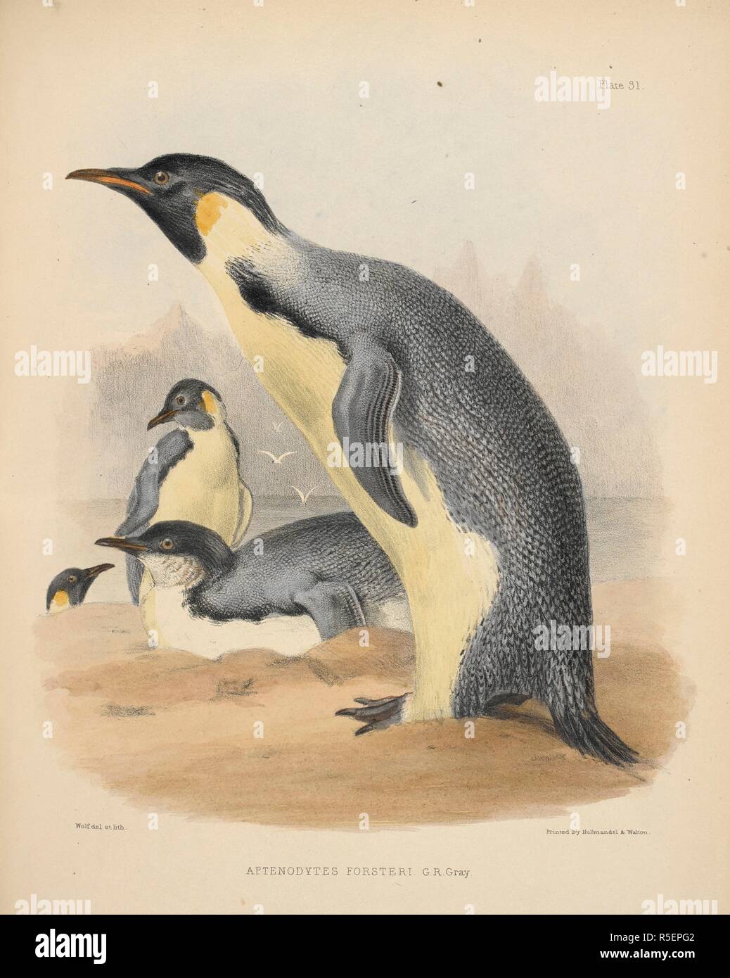 Aptenodytes forsteri. (Emperor penguin.) . The Zoology of the Voyage of H.M.S. Erebus and Terror, under the command of Capt. Sir James Clark Ross during the years 1839 to 1843 ... London, 1844-75. Source: 10498.dd.3 plate 31. Author: Wolf, Josef. Richardson, John, Sir, M. D. Stock Photo