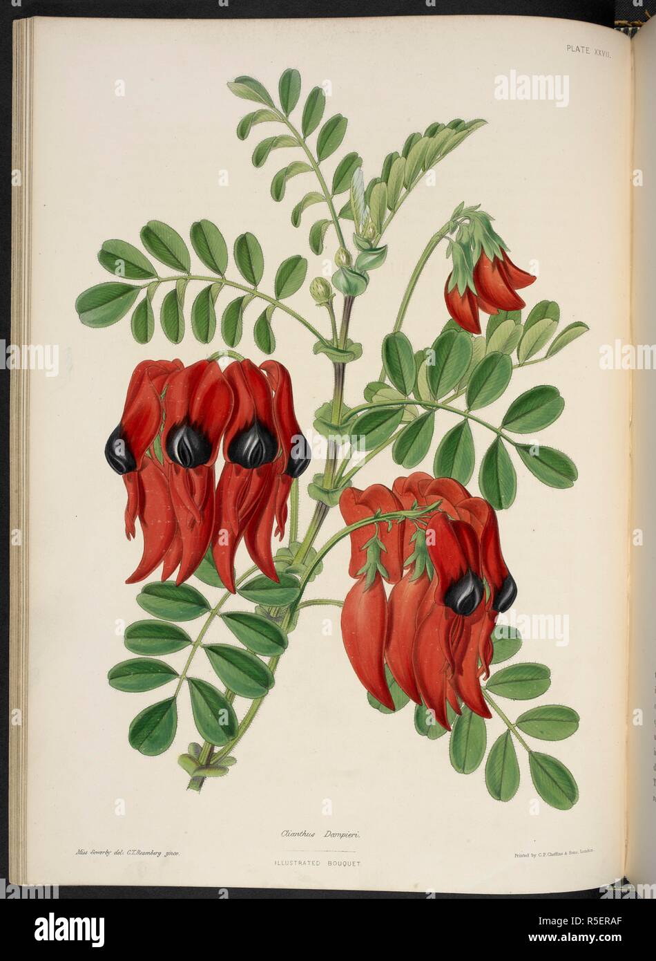 Clianthus dampieri. Clianthus, commonly known as kakabeak. The plants are also known as parrot's beak, parrot's bill and lobster claw. The Illustrated Bouquet, consisting of figures, with descriptions of new flowers. London, 1857-64. Source: 1823.c.13 plate 27. Author: Henderson, Edward George. Sowerby, Miss. Stock Photo