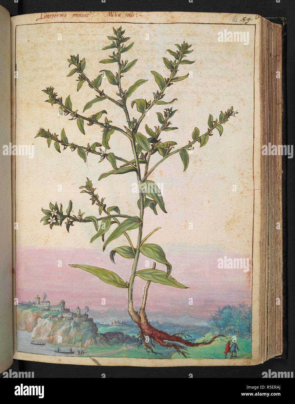 Litospermo minore.   Lithospermum. A genus of plants belonging to the family Boraginaceae. Species are known generally as gromwells or stoneseeds. Coloured drawings of plants, copied from nature in the Roman States, by Gerardo Cibo. Vol. I. Pietro Andrea Mattioli, Physician, of Siena: Extracts from his edition of Dioscorides' 'de re Medica':. Italy, c. 1564-1584. Source: Add. 22332 f.62. Language: Italian. Author: Cibo, Gheraldo. Stock Photo