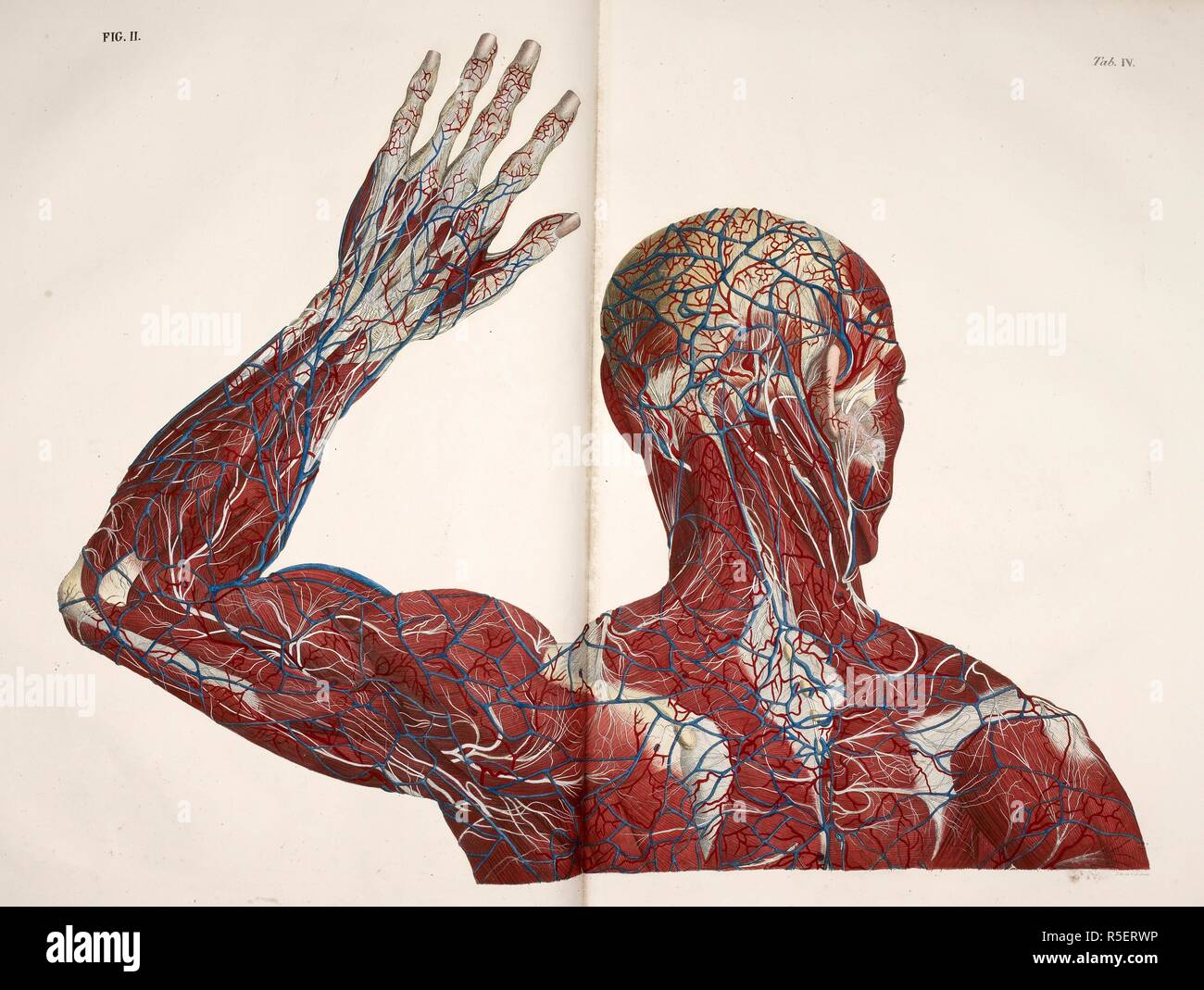 Anatomical Drawing The Circulatory System Back Of Head Neck Shoulders Arm And Hand Planches Anatomiques Du Corps Humain Executei Es Da Aprei S Les Dimensions Naturelles Paris France 16 Anatomical Print Of The Human