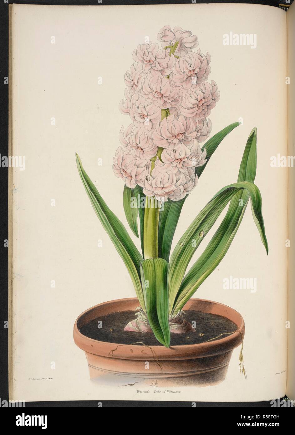 Hyacinth: Duke of Wellington. The Illustrated Bouquet, consisting of figures, with descriptions of new flowers. London, 1857-64. Source: 1823.c.13 plate 7. Author: Henderson, Edward George. Andrews, Jas. Stock Photo