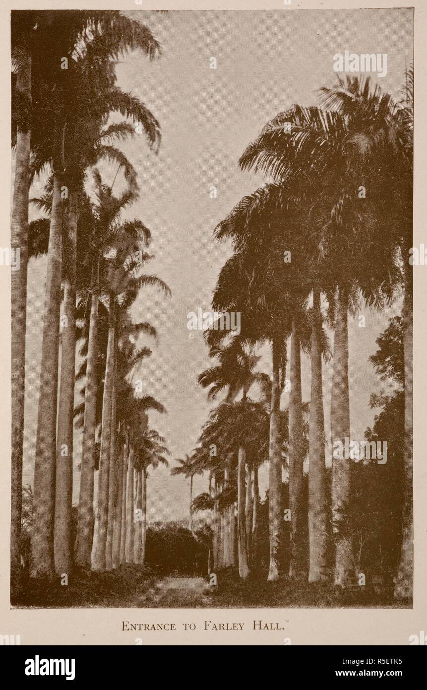 'Entrance drive to Farley Hall'. Possibly Farley Hill, a mansion in Barbados. Starkâ€™s History and Guide to Barbados and the Caribbee Islands ... Illustrated, etc. Boston [Mass. : Photo-Electrotype Co., 1893]. Source: 10480.df.17 page 150. Language: English. Author: Stark, James Henry. Stock Photo