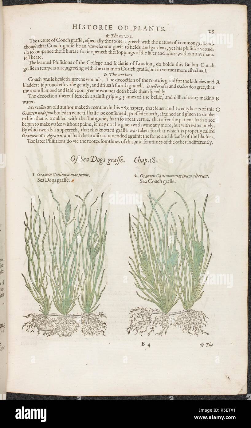 Sea Dogs Grass And Sea Couch Grass Botanical Drawings And Text