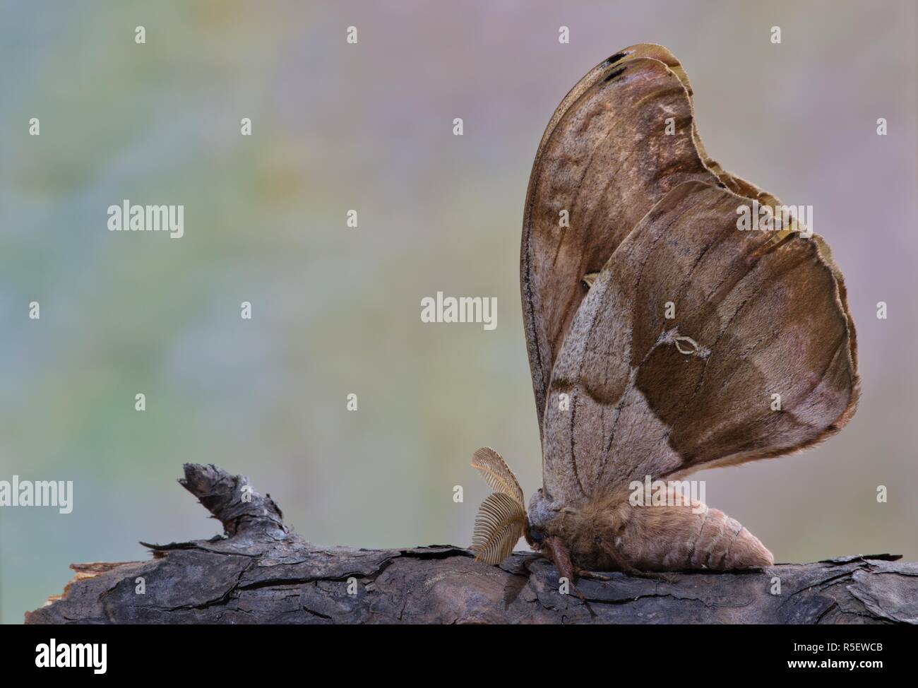 An adult Polyphemus moth (Antheraea polyphemus) on a tree branch with its wings closed together like a butterfly. Stock Photo