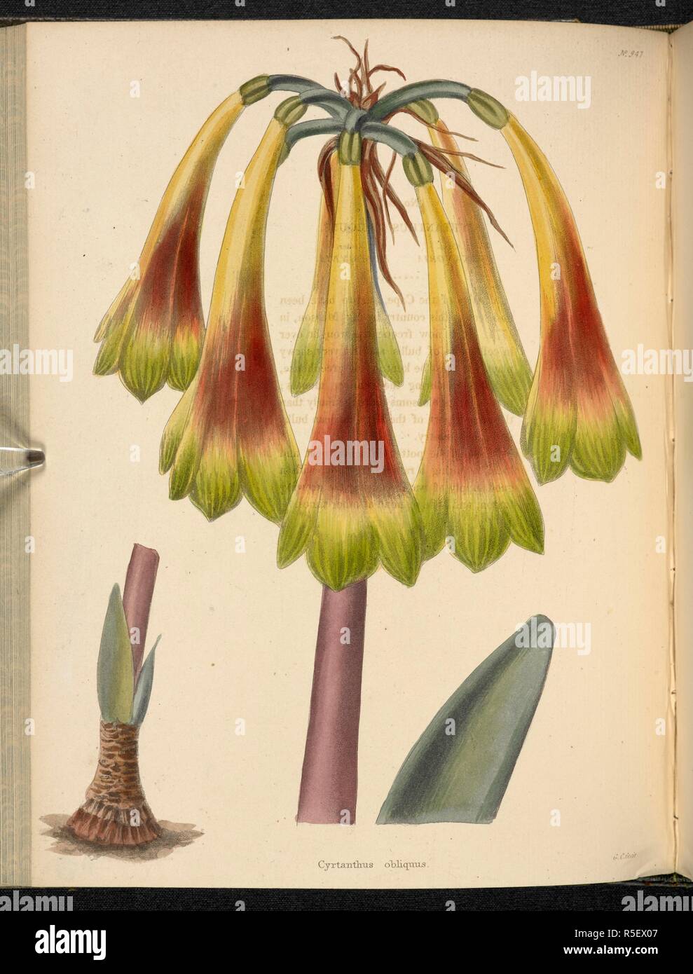Cyrtanthus obliquus. The Botanical Cabinet, consisting of coloured delineations of plants, from all countries, with a short account of each, etc. By C. Loddiges and Sons ... The plates by G. Cooke. vol. 1-20. London, 1817-33. Source: 443.b.14, vol 10, no.947. Author: Cooke, George. Stock Photo