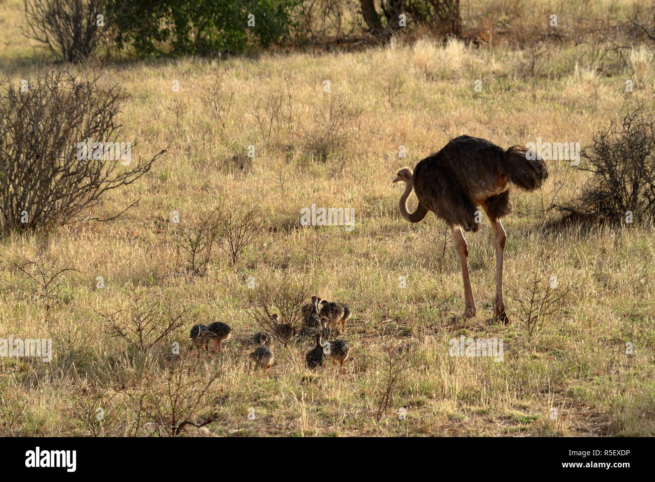 the ostrich in the african savannah in kania Stock Photo