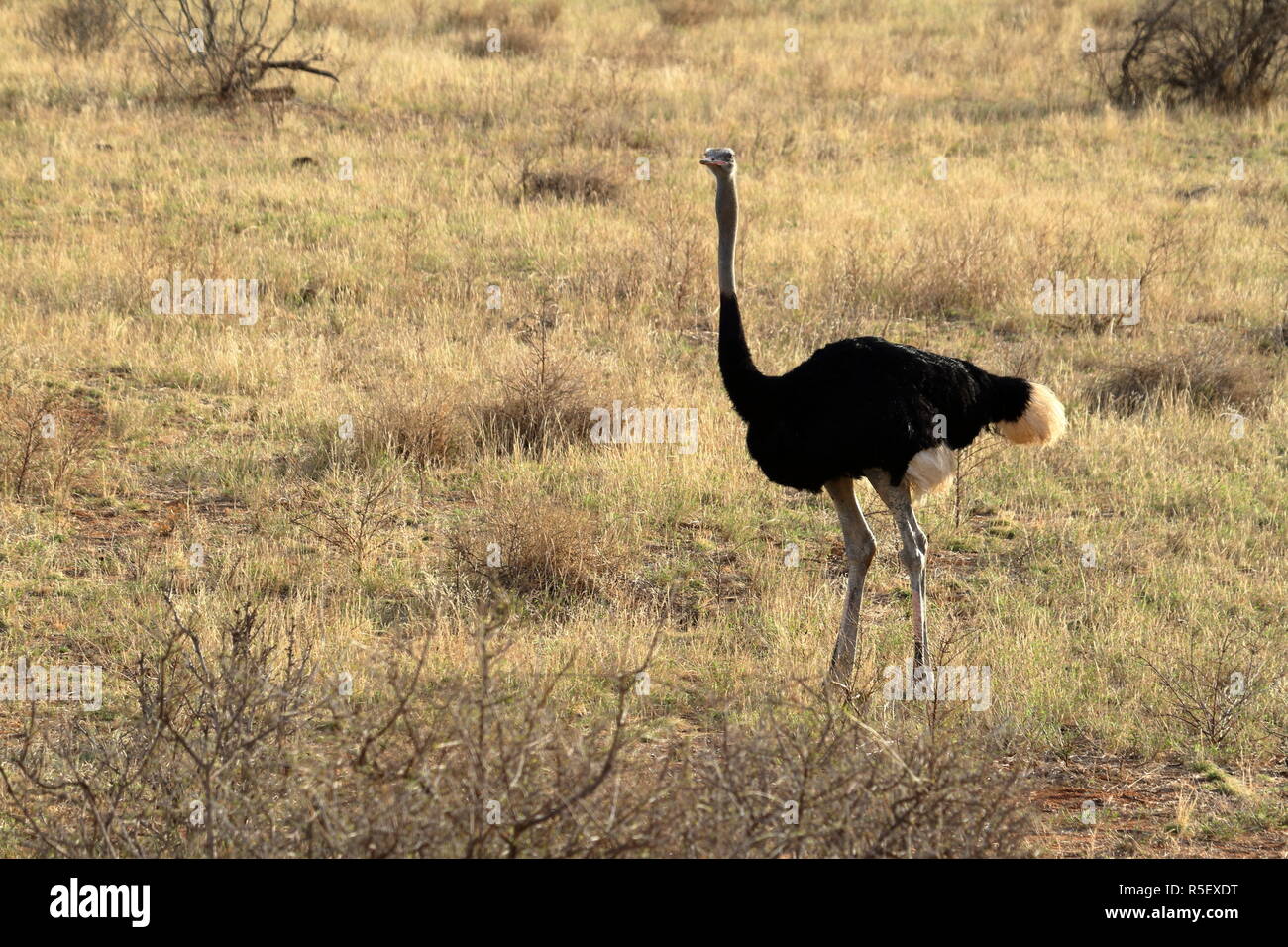 the ostrich in the african savannah in kania Stock Photo