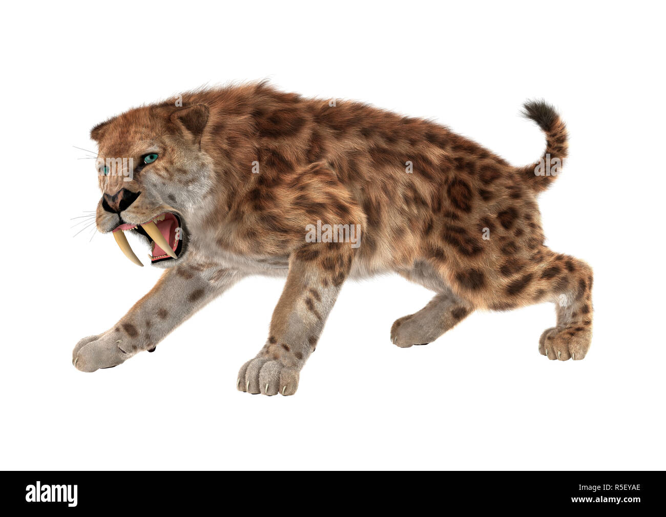3D Rendering Saber Tooth Tiger on White Stock Photo - Alamy
