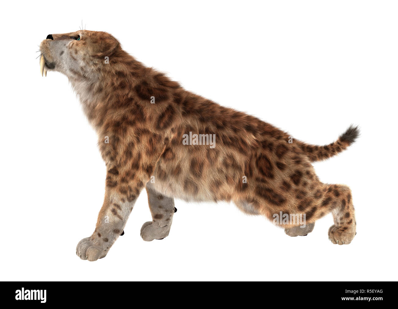 Saber tooth tiger hi-res stock photography and images - Alamy