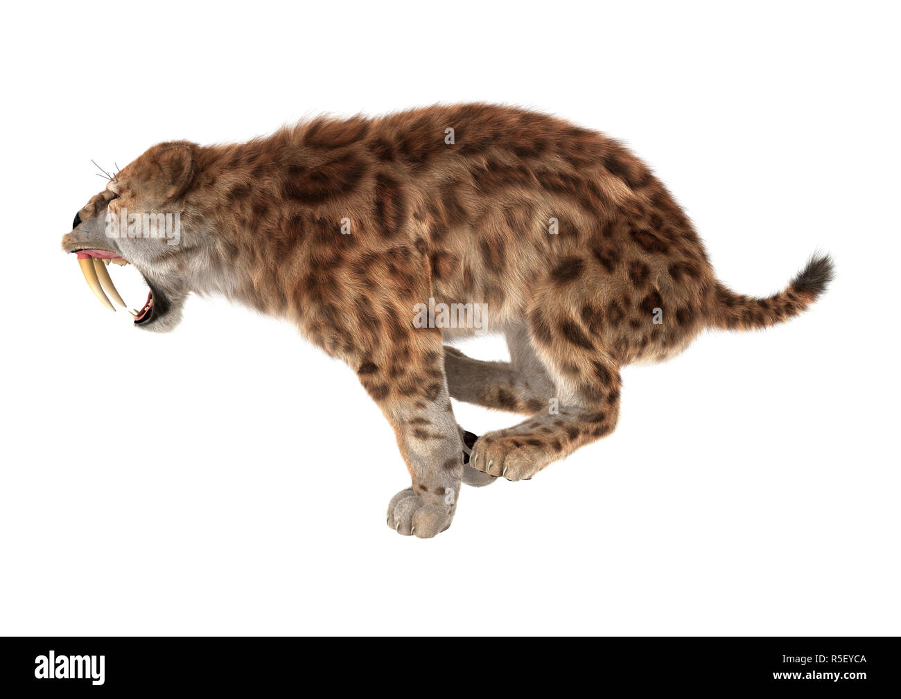 3D Rendering Saber Tooth Tiger on White Stock Photo - Alamy