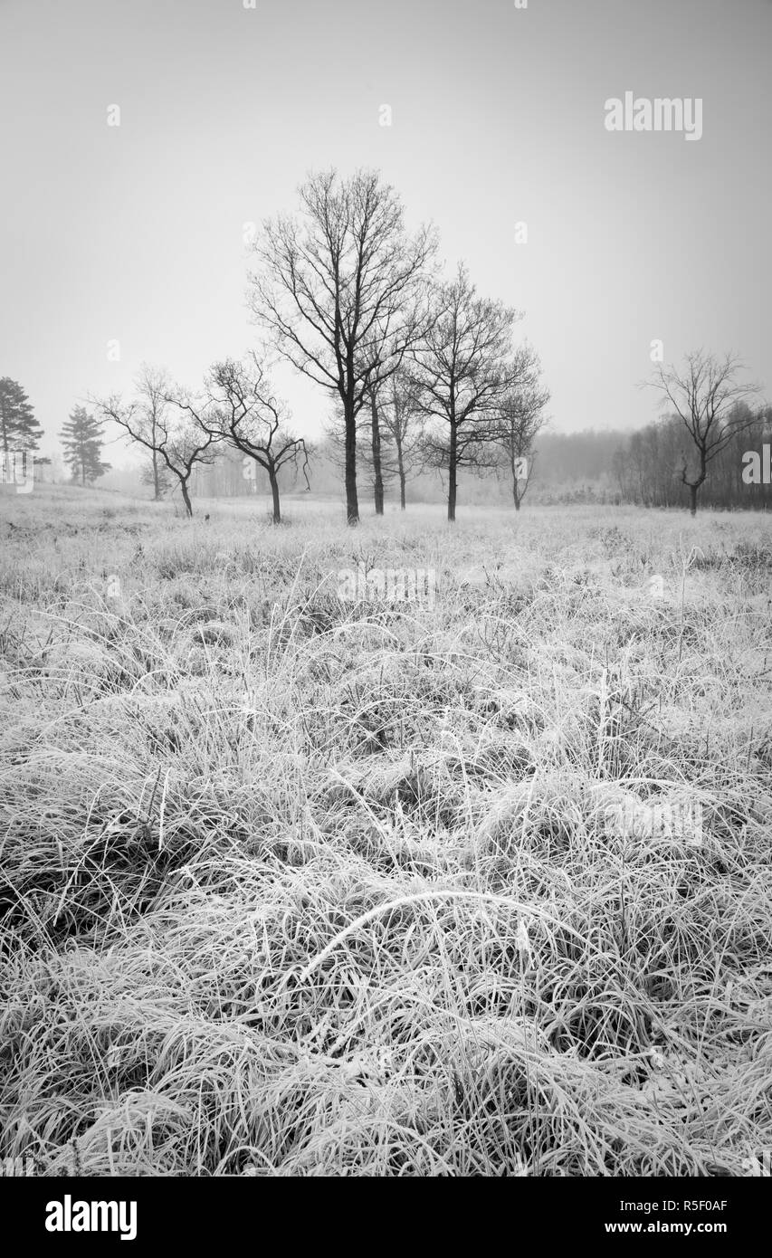 Field and trees on a frosty morning Stock Photo