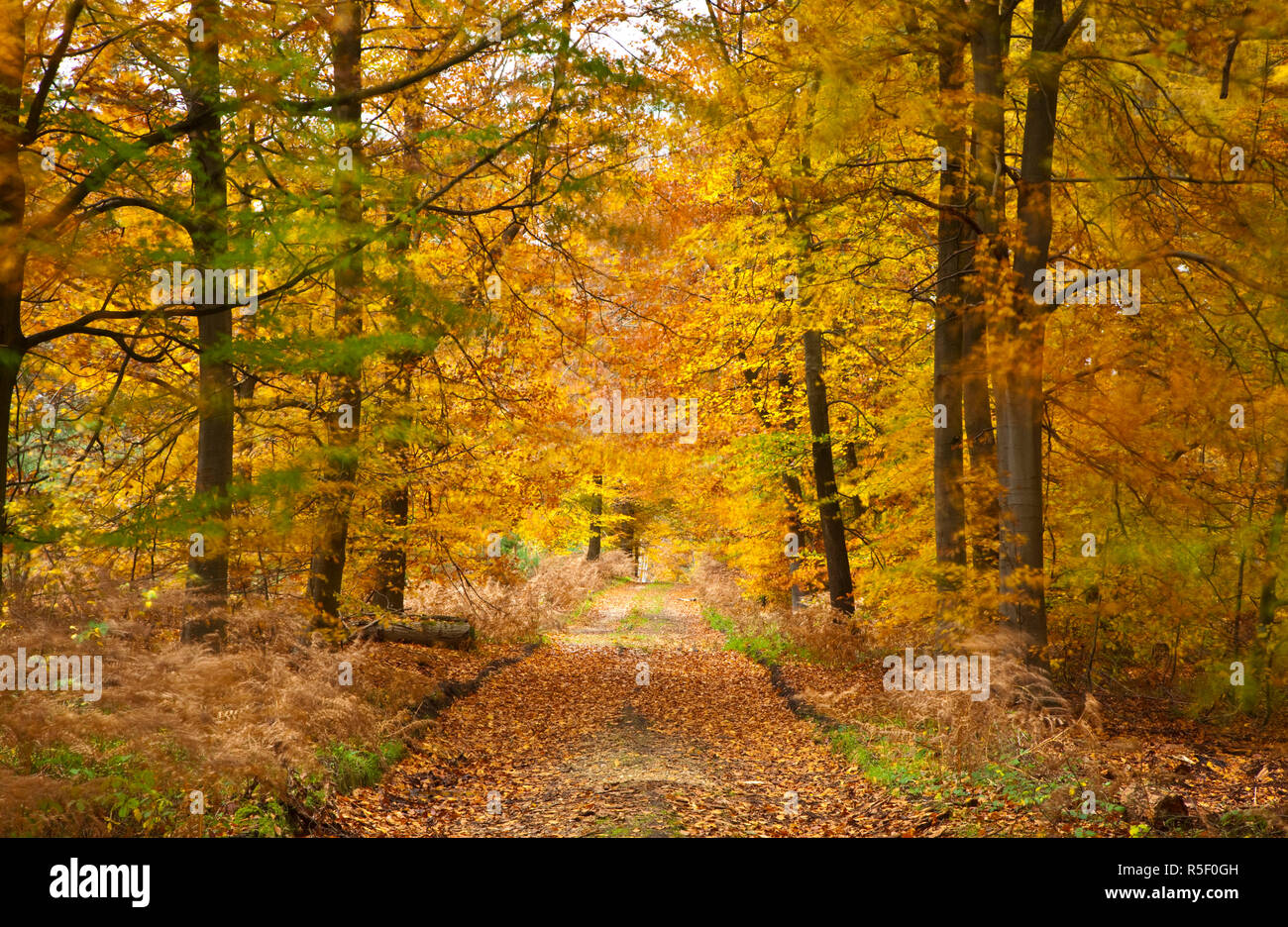 Woods in autumn time, Surrey, England, UK Stock Photo Alamy