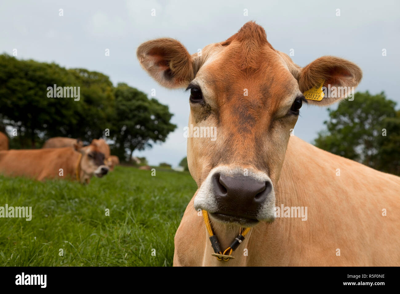 Jersey cow jersey hi-res stock photography and images - Alamy