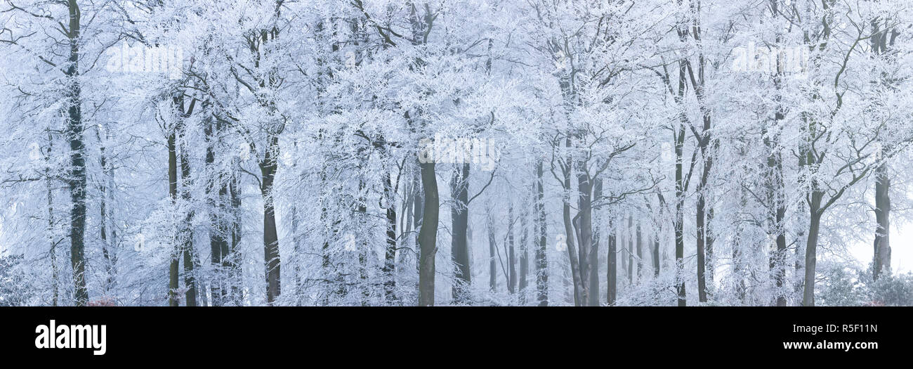 Trees with snow and frost, nr Wotton, Glos, UK Stock Photo