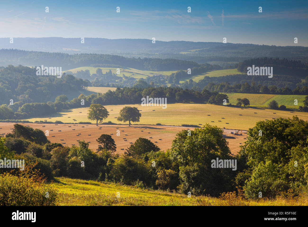 North Downs, Surrey, England, UK Stock Photo