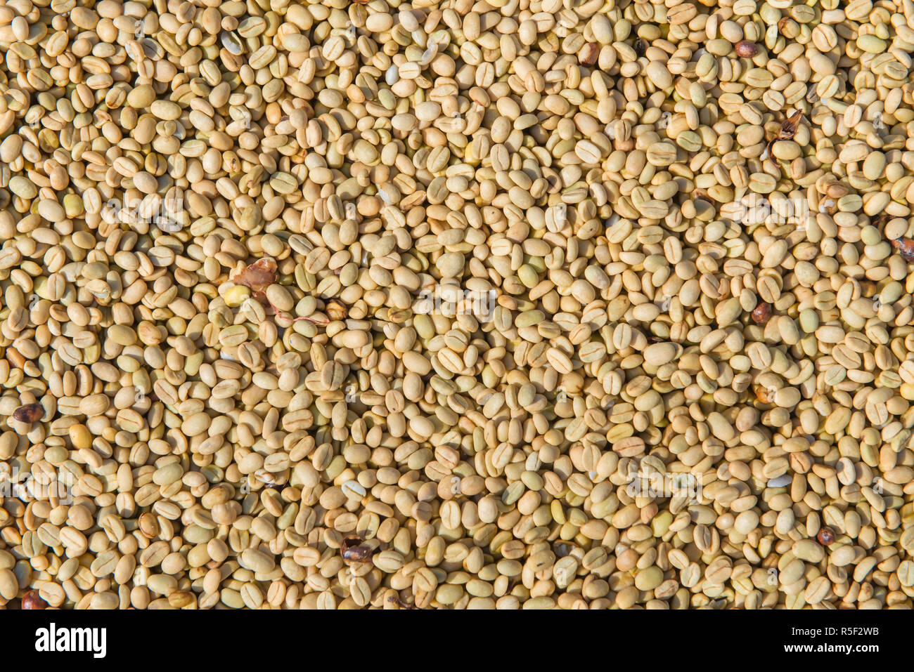 Arabica coffee beans in sunny, before roasted Stock Photo - Alamy