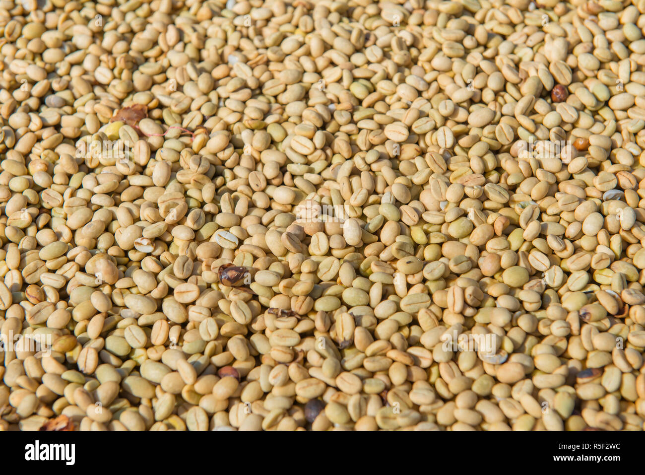 Arabica coffee beans in sunny, before roasted Stock Photo - Alamy