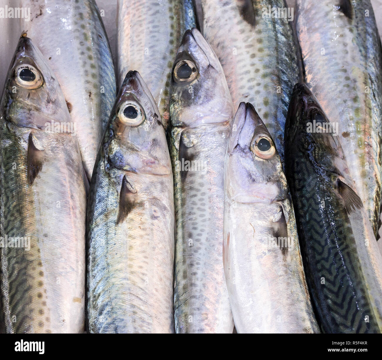 fresh mackerels 2 Stock Photo